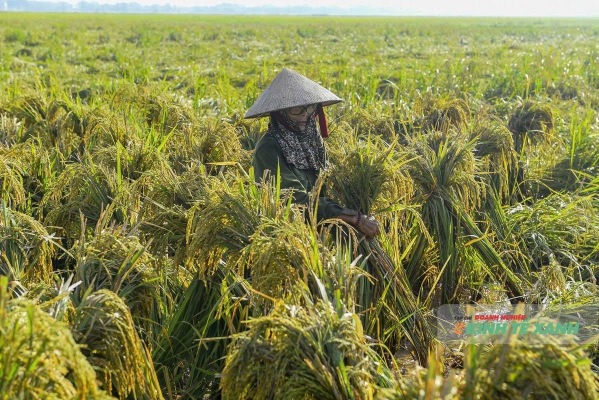 Cánh đồng Thanh Hóa tiêu điều khi nước rút sau mưa bão