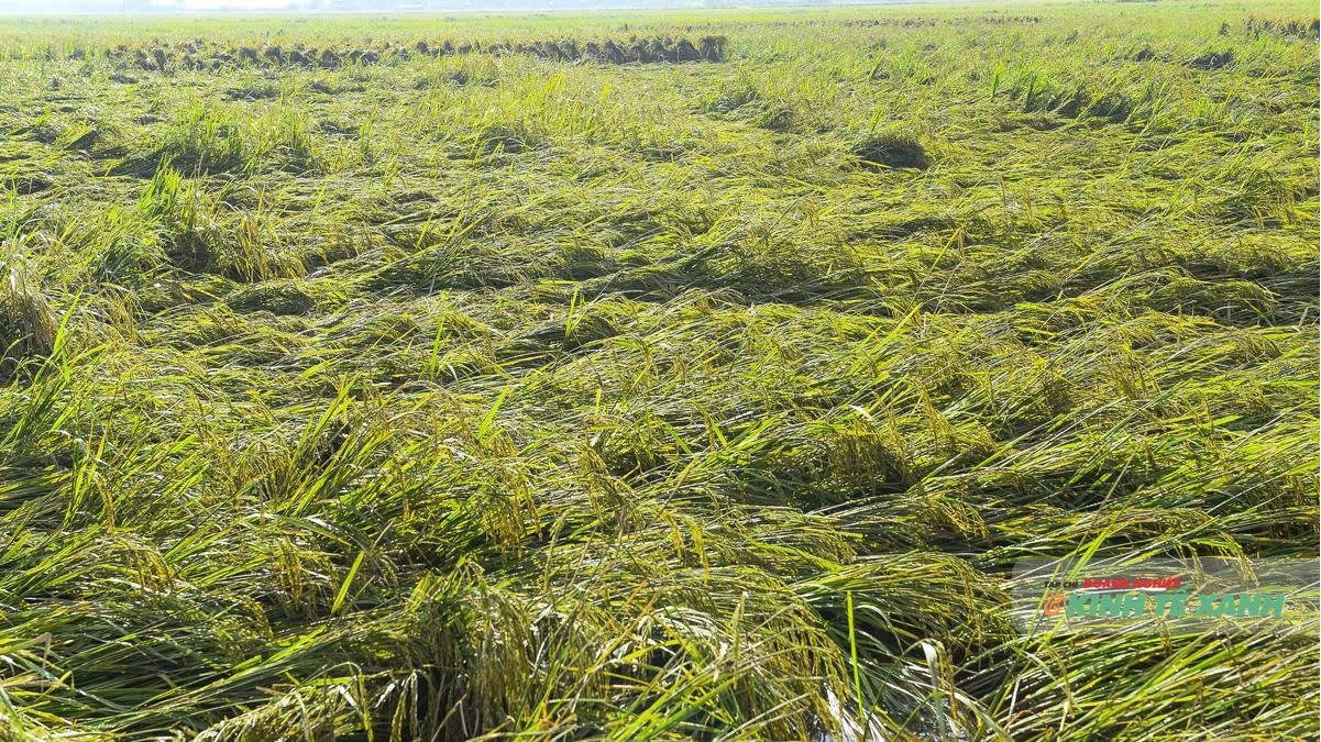 Cánh đồng Thanh Hóa tiêu điều khi nước rút sau mưa bão