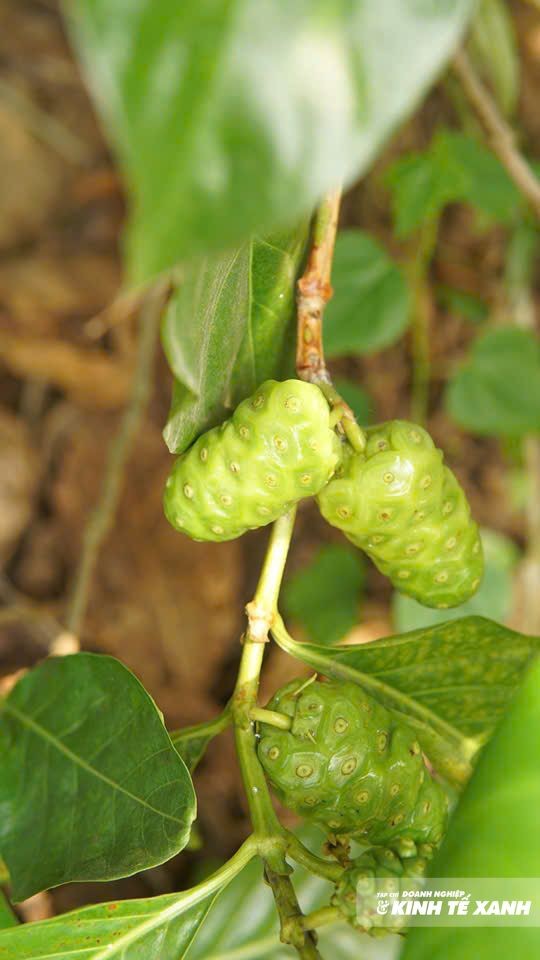 Tập đoàn Enzyme Việt Nam: Tiên phong xây dựng nền kinh tế xanh bền vững bằng công nghệ Enzyme sinh học