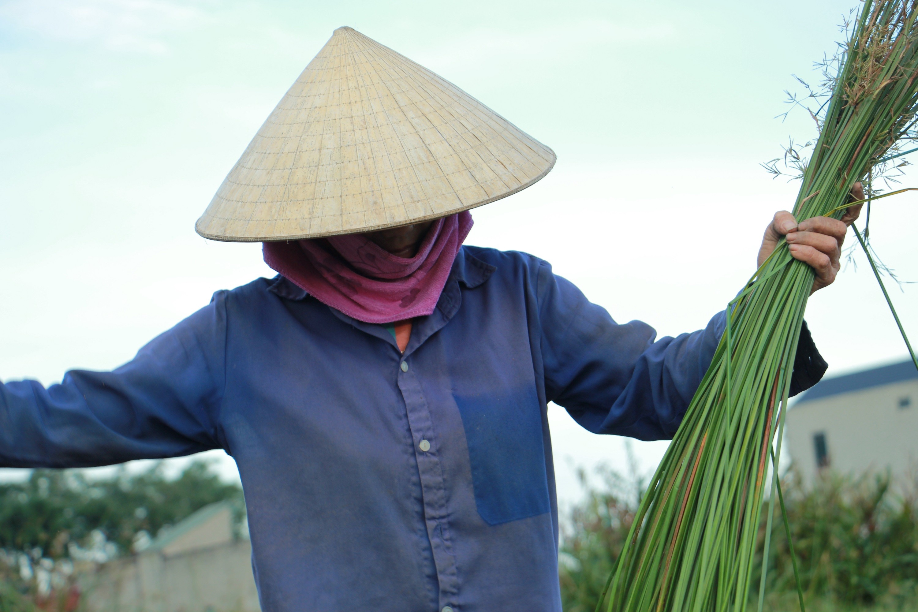 Sau khi cắt, cói phải được lọc sạch những sợi chết, rồi mới phân loại theo độ dài