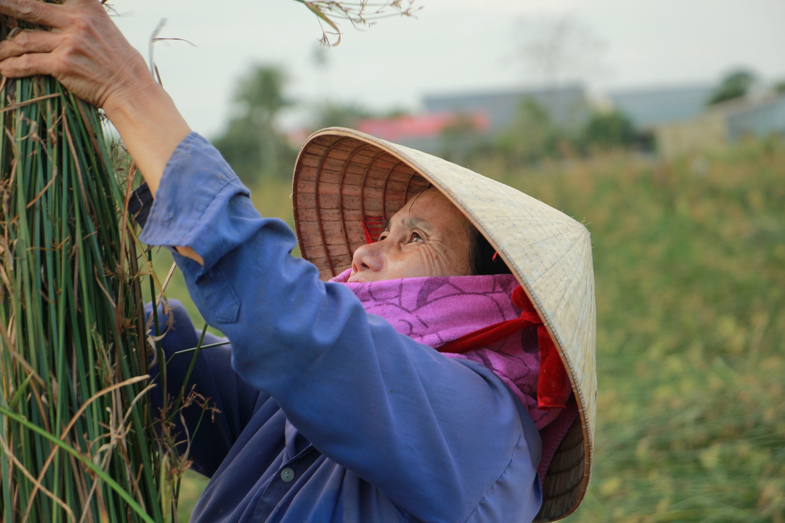 Để phân loại cói, người dân chỉ cần túm phần ngọn, kéo thẳng đứng lên, những cây ngắn hơn sẽ tự tách ra khỏi bó.