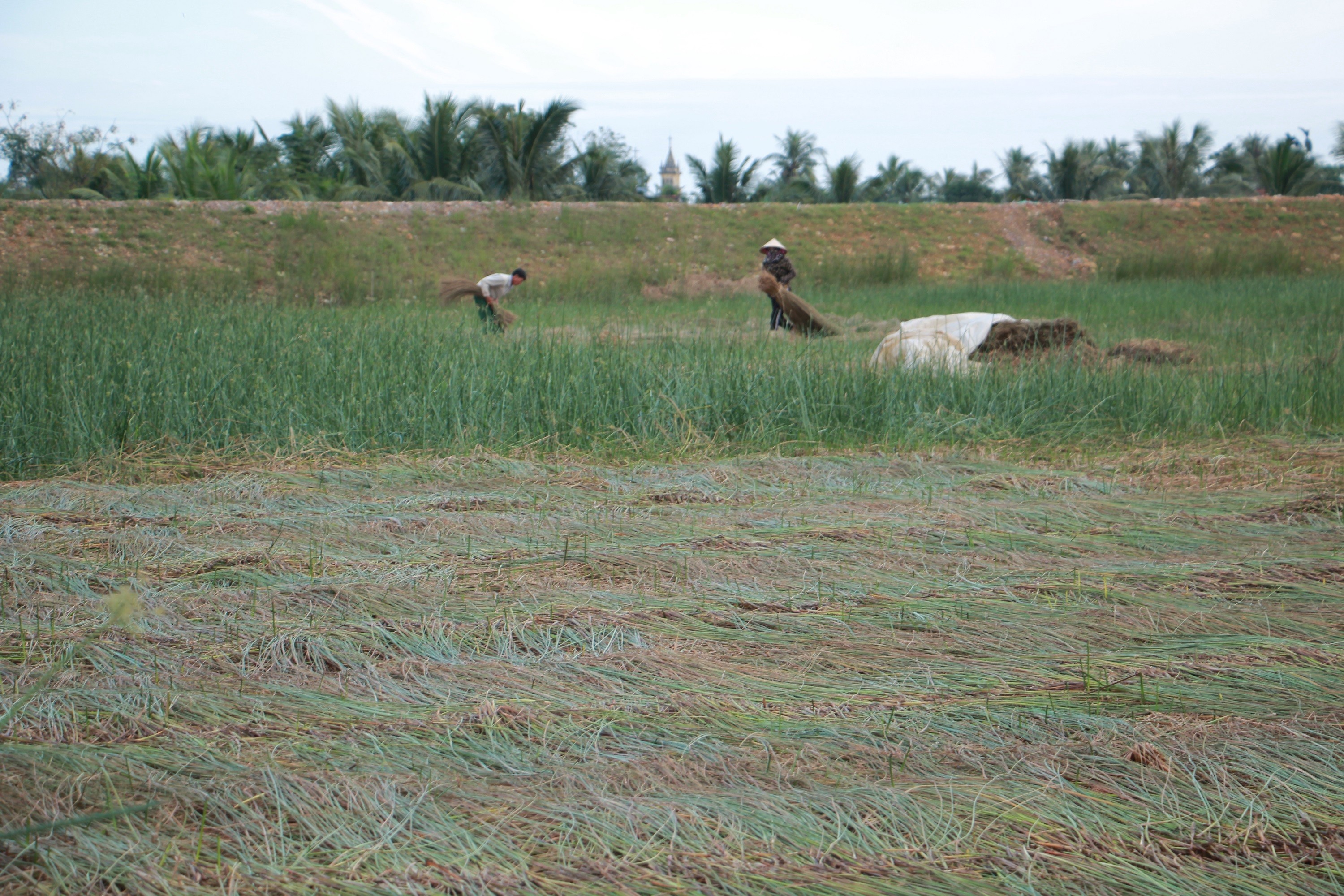 Cói được thu hoạch 2 vụ trên năm