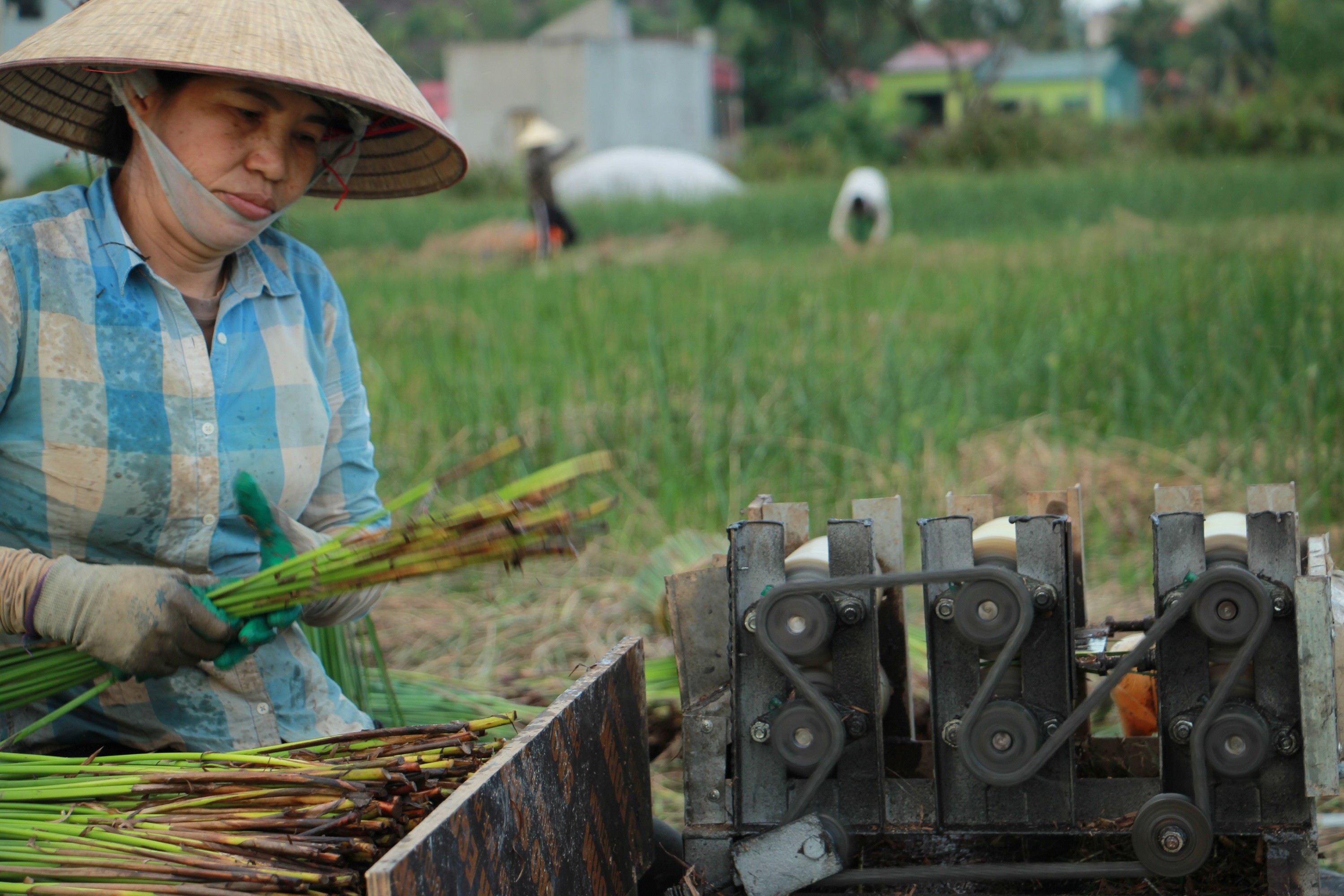 Cói sau khi phân loại sẽ được chẻ ra bằng máy chẻ hoặc kéo bằng thủ công
