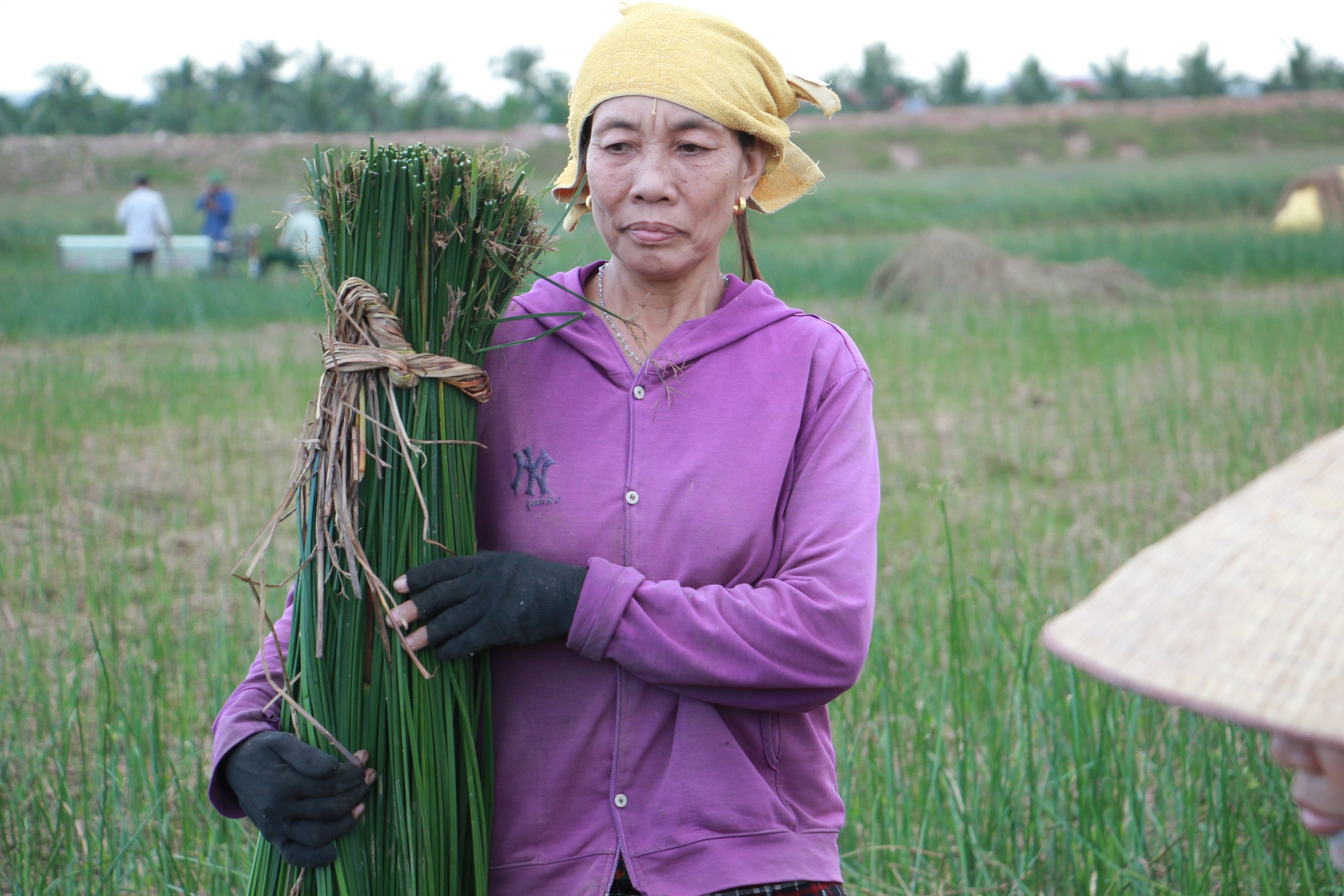 Những bó cói chuẩn bị được đưa vào máy chẻ