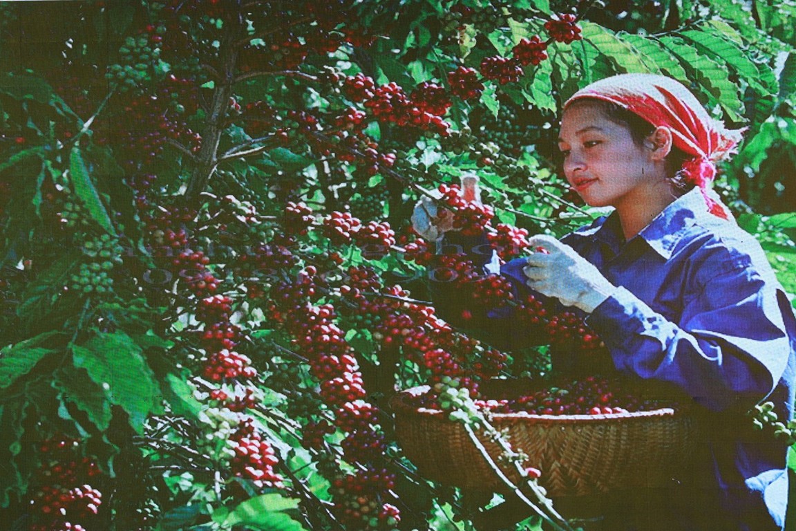 thu-hoach-ca-phe1-1766568767.jpg
