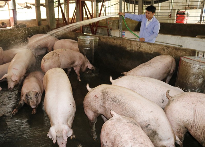 Giá heo hơi hôm nay 8/1/2026: Đồng loạt tăng trên cả nước