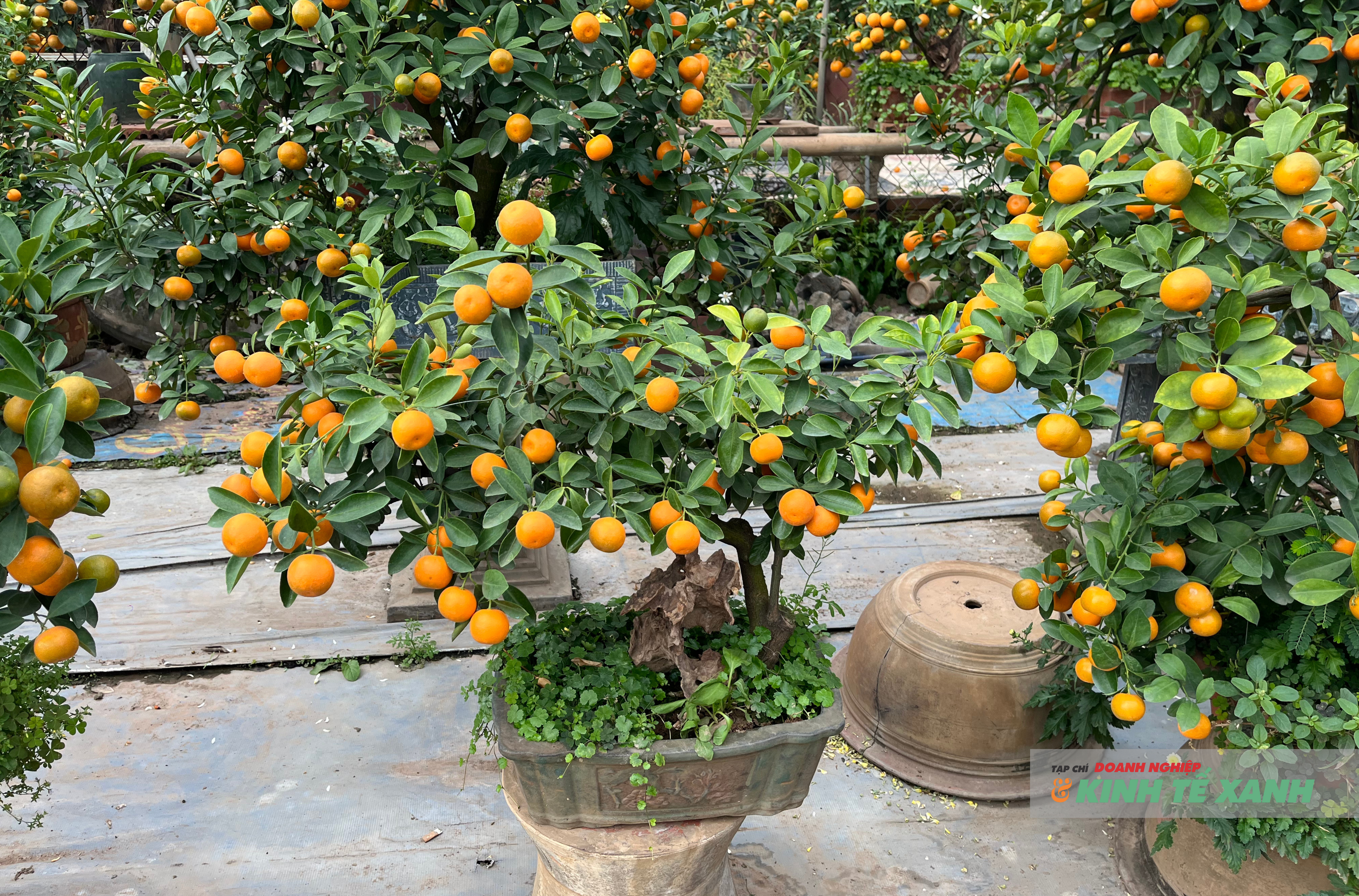 Những thế quất bonsai độc đáo như Ngũ phúc, Tam đa, Kim long, Cá chép hóa Rồng… thể hiện sự kết hợp giữa kỹ thuật nông nghiệp và tư duy nghệ thuật.