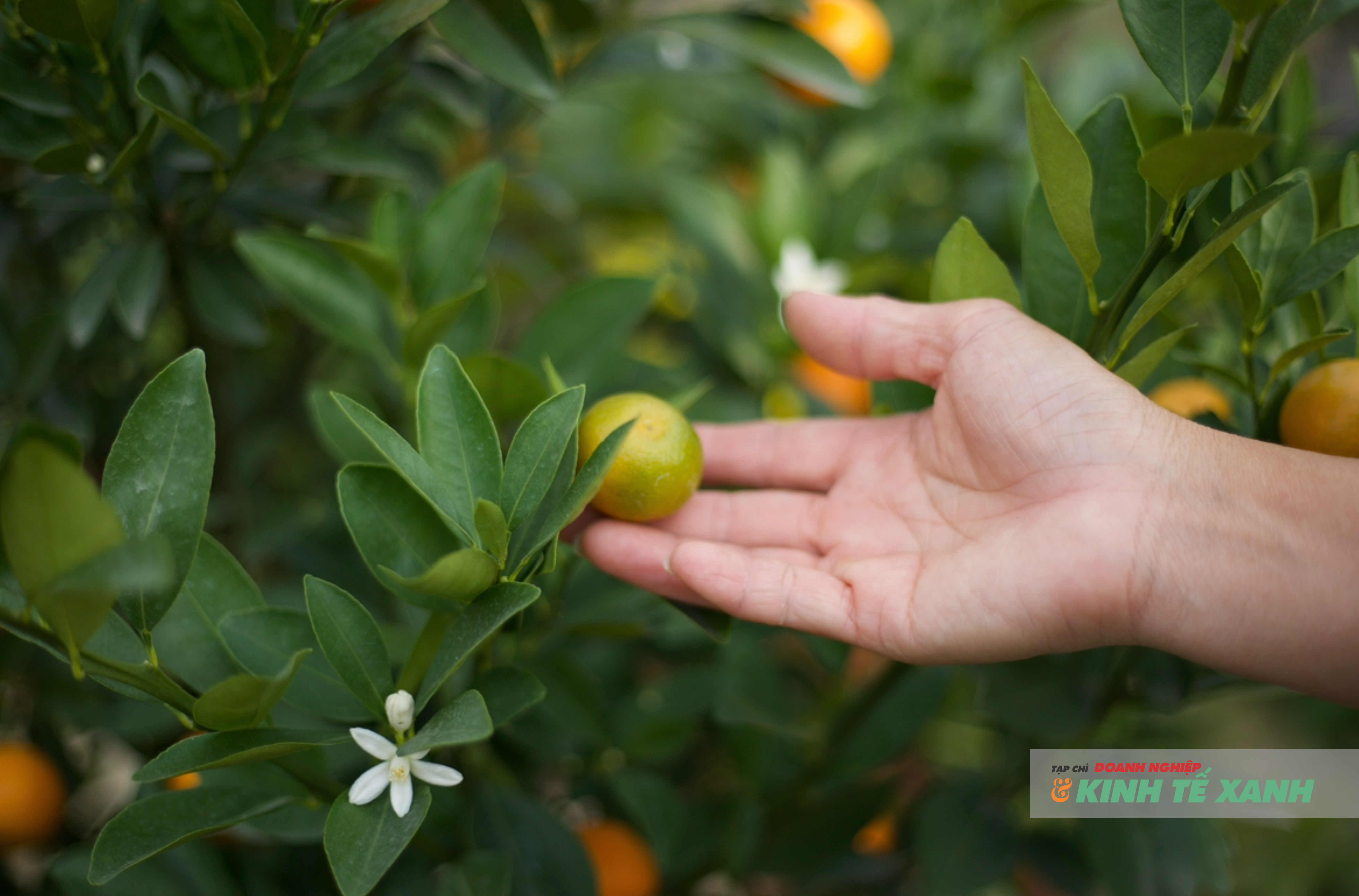 Quất bonsai Tứ Liên thu hút người chơi cây cảnh sành sỏi, với giá trị kinh tế cao nhờ chất lượng, sự tỉ mỉ chăm chút và tính độc bản của từng tác phẩm.