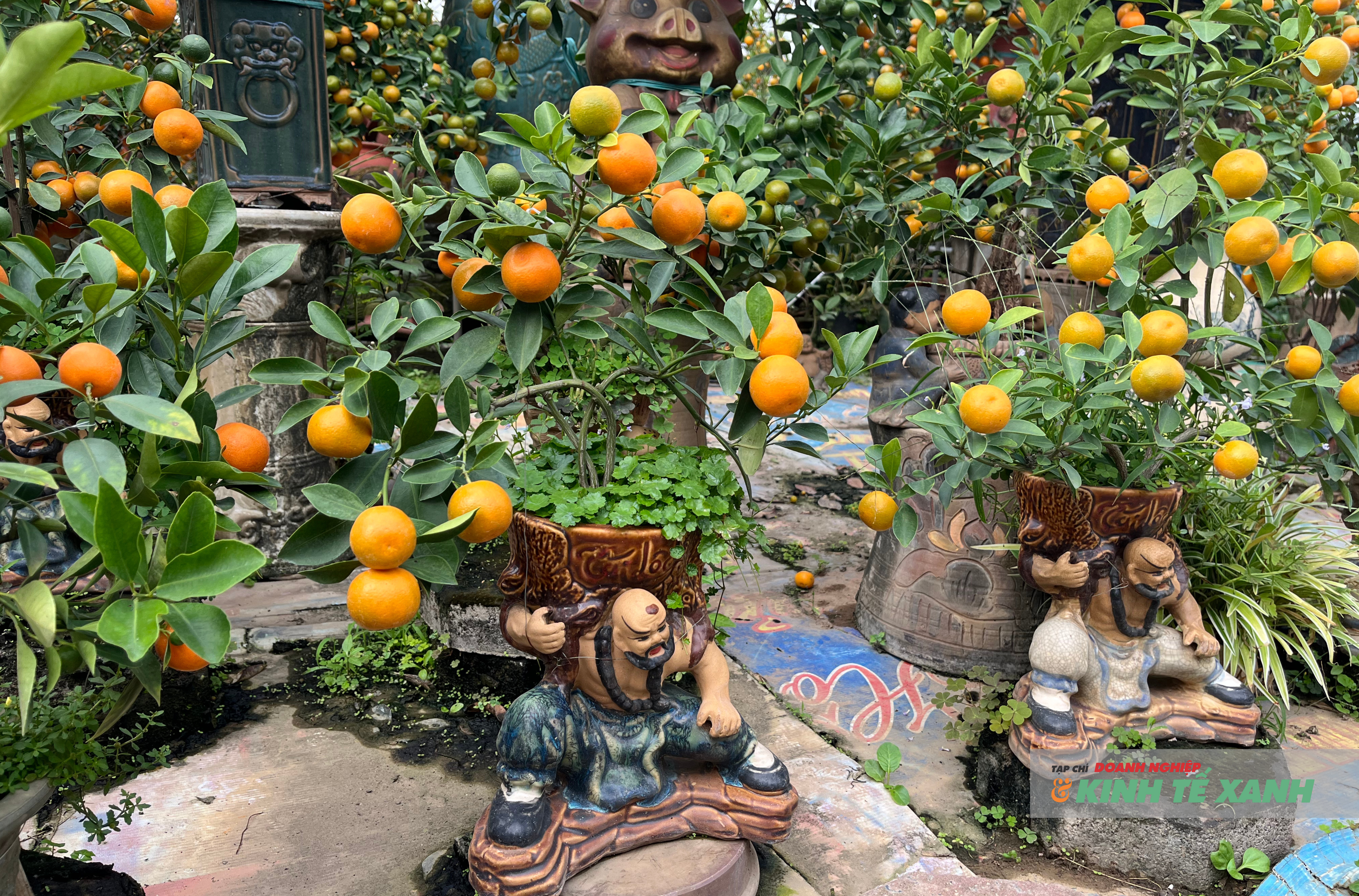 Chậu quất bonsai độc bản do nghệ nhân Bùi Thế Mạnh tạo tác, mỗi dáng thế chỉ có một, không trùng lặp trên thị trường.