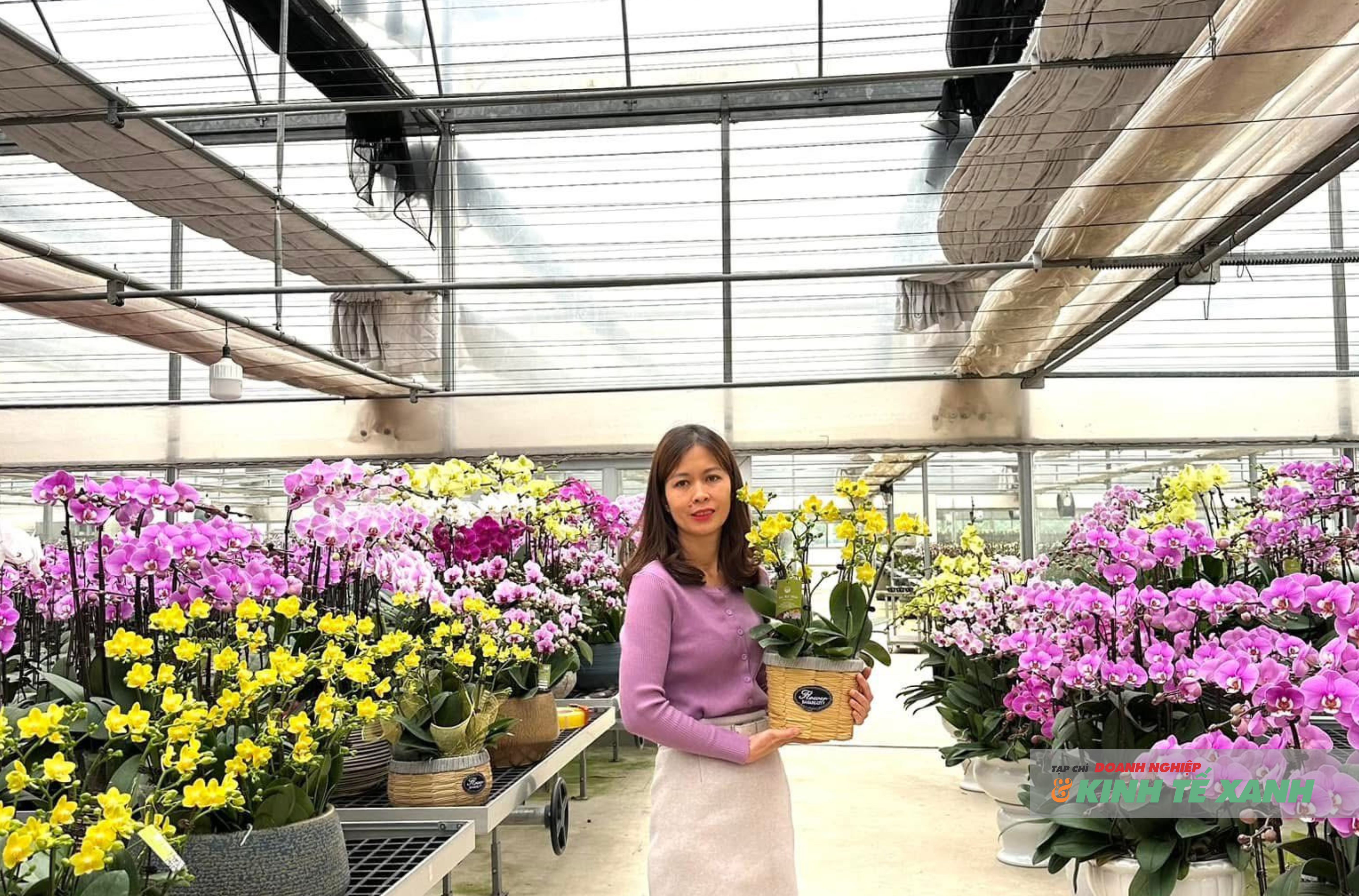 Chị Nguyễn Thị Thúy, chủ trang trại Mê Linh F-Farm, bên những chậu lan hồ điệp chuẩn bị xuất vườn dịp Tết.