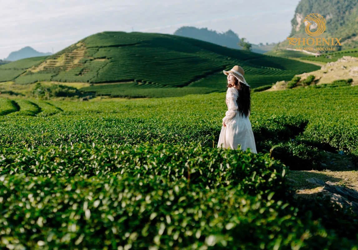 Phoenix Mộc Châu Resort – Mô hình du lịch xanh góp phần “đánh thức” tiềm năng kinh tế Tây Bắc