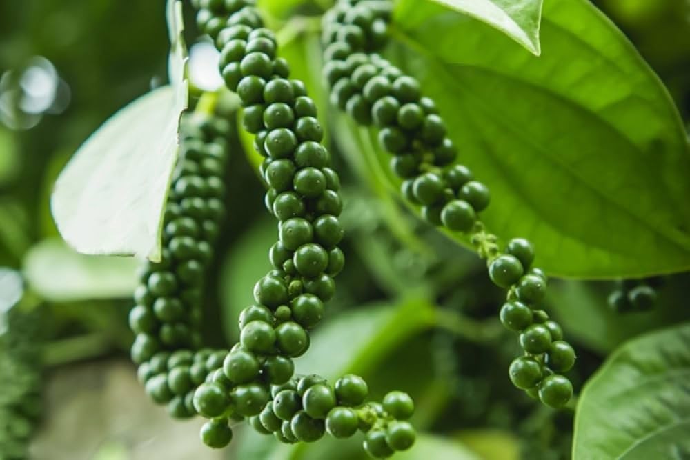 Giá tiêu hôm nay 9/3/2026: Duy trì đà tăng ở các địa phương