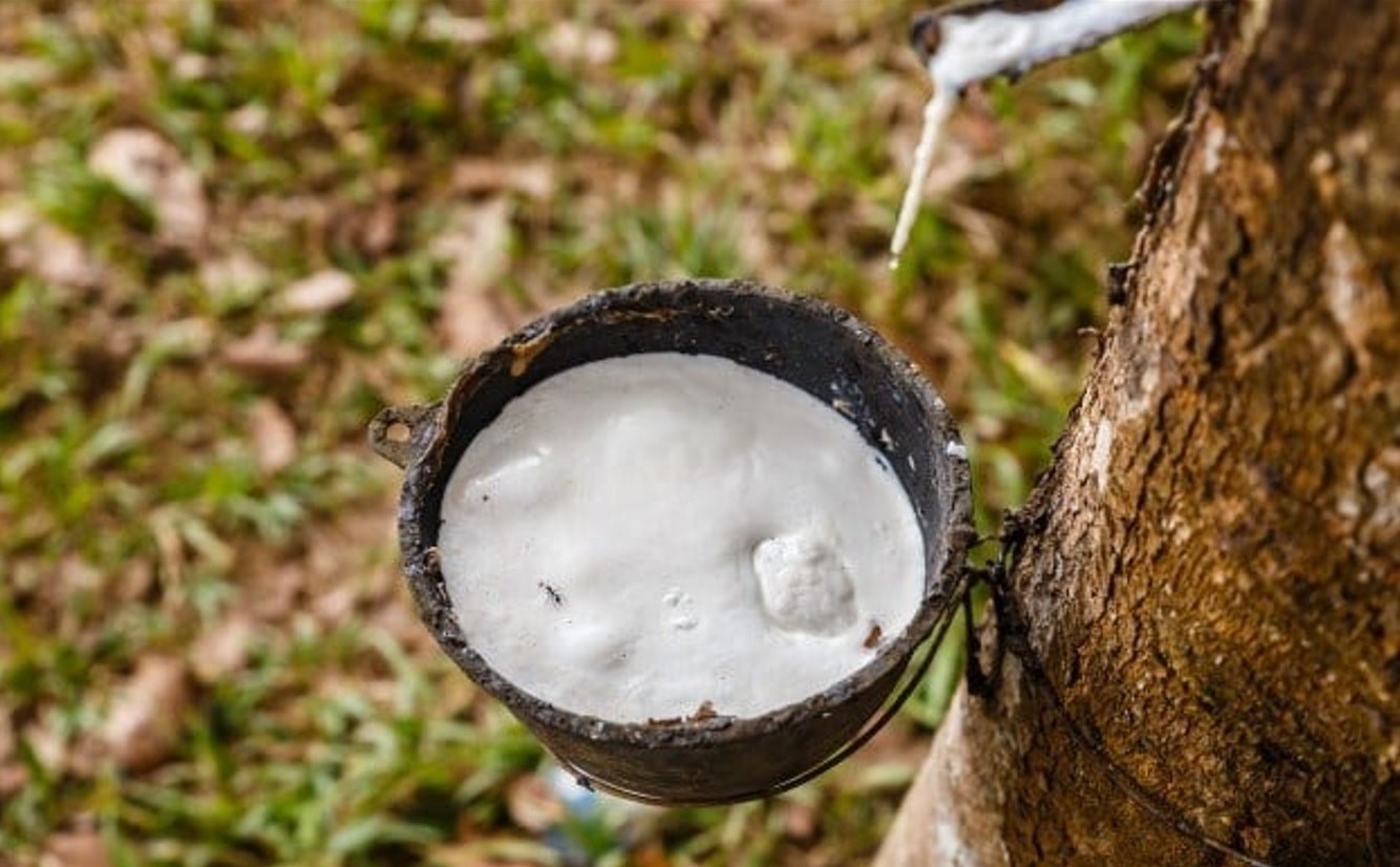 Giá cao su hôm nay 22/4/2026: Thị trường thế giới bật tăng