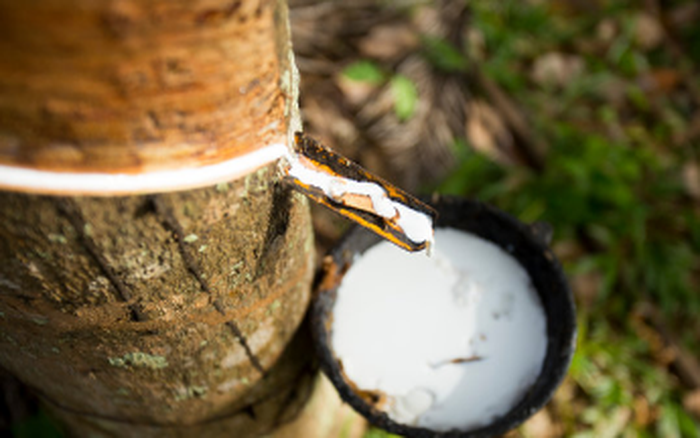 Giá cao su hôm nay 27/4/2026: Giá cao su thế giới giảm, trong nước ổn định