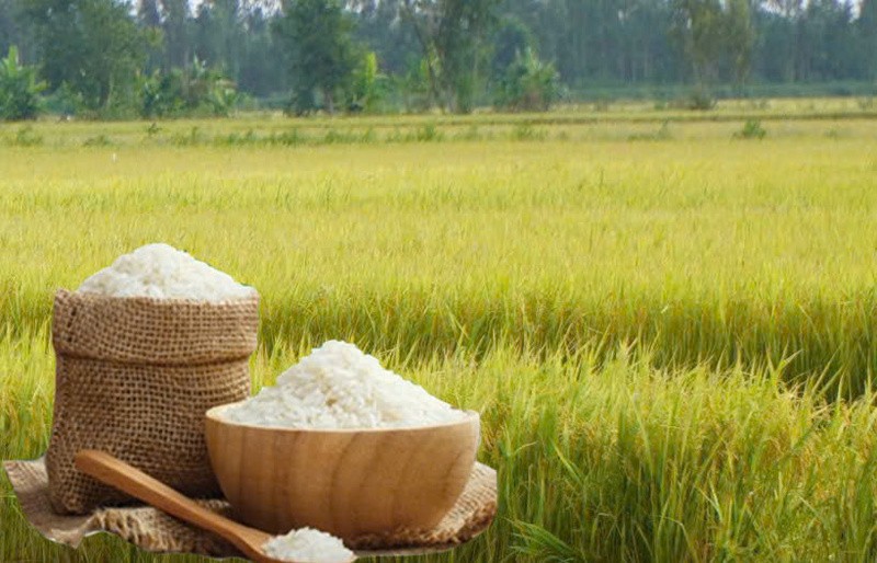 Giá lúa gạo hôm nay 27/5/2026: Toàn cảnh thị trường, xuất khẩu