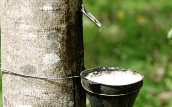 Giá cao su hôm nay 4/6/2026: Thế giới giảm nhẹ, trong nước ổn định