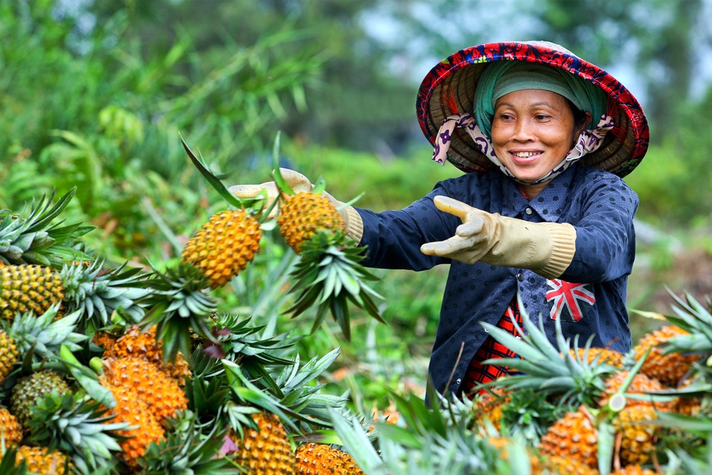 Đồng Tháp: Từ nửa triệu lượt khách đến khát vọng xây dựng “thủ phủ trái cây xanh” 