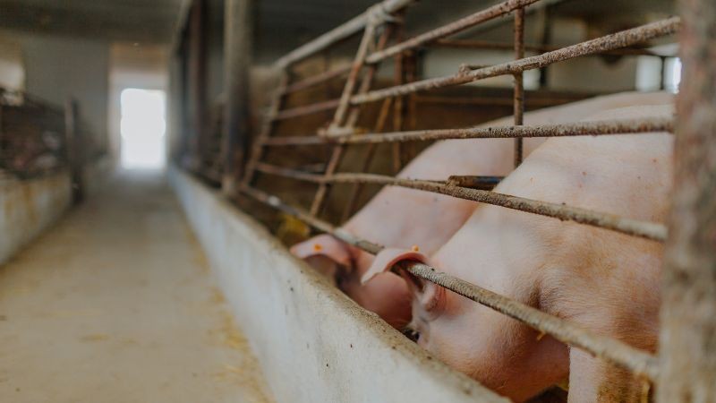 Giá heo hơi hôm nay 9/6: Thị trường tiếp tục giảm, mốc giá 62.000 – 68.000 đồng/kg