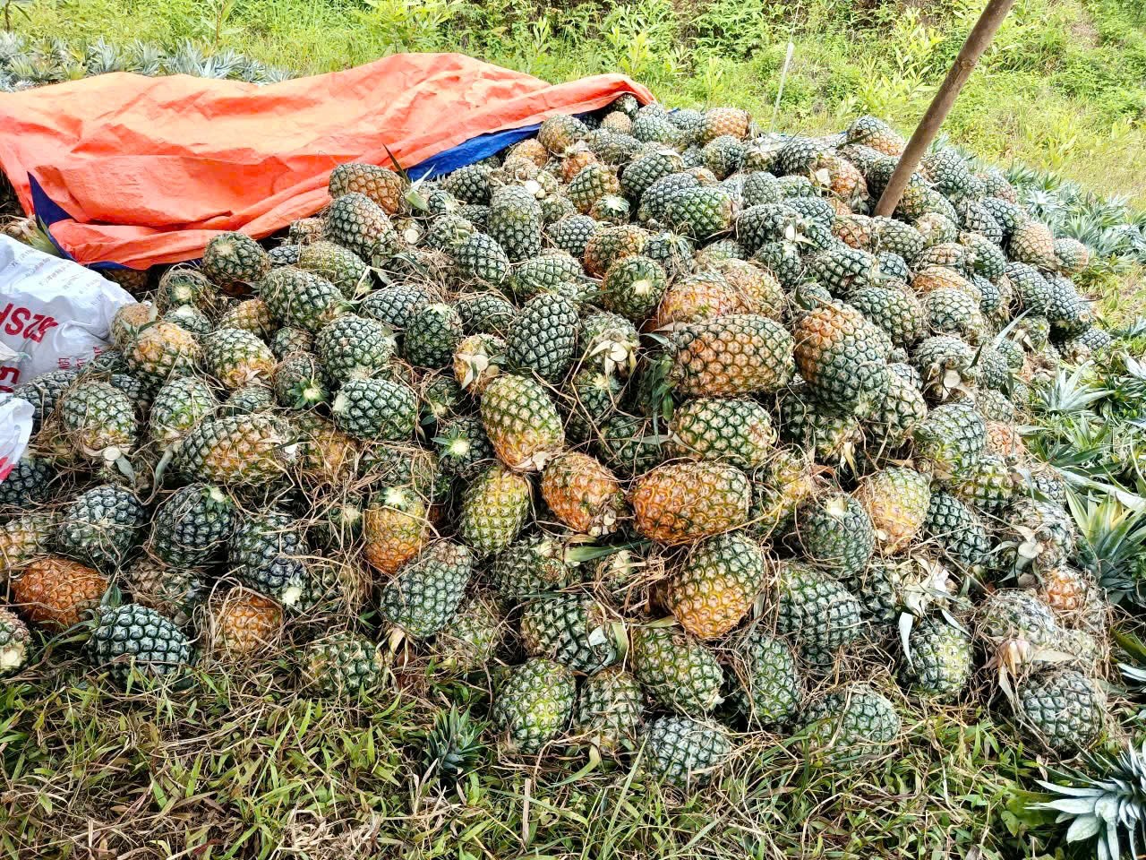 dua-thuong-duc-1781702469.jpg