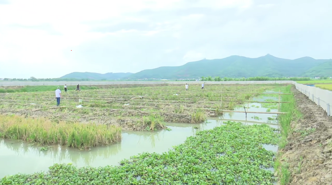 phuong-yen-dung-5-1783079729.png