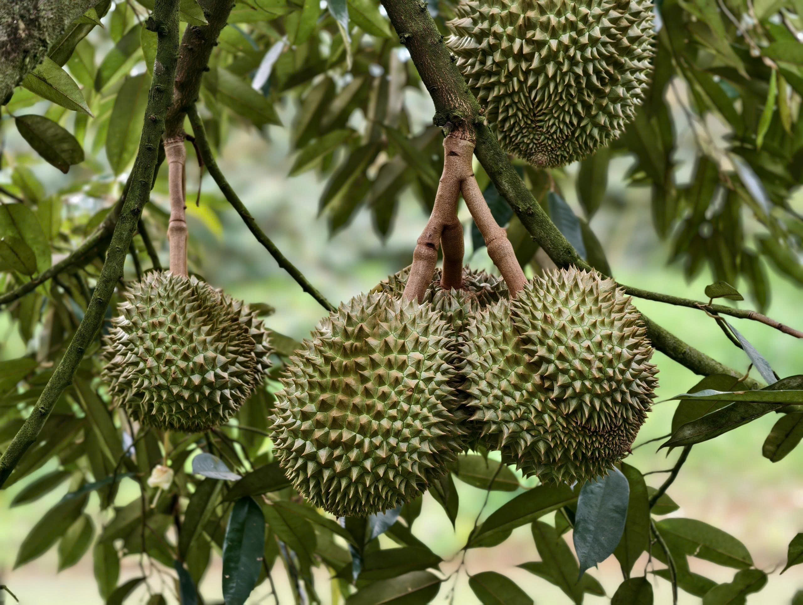 trai-sau-rieng-90-ngay-xanh-tron-deu-bong-dep-1783216698.jpg