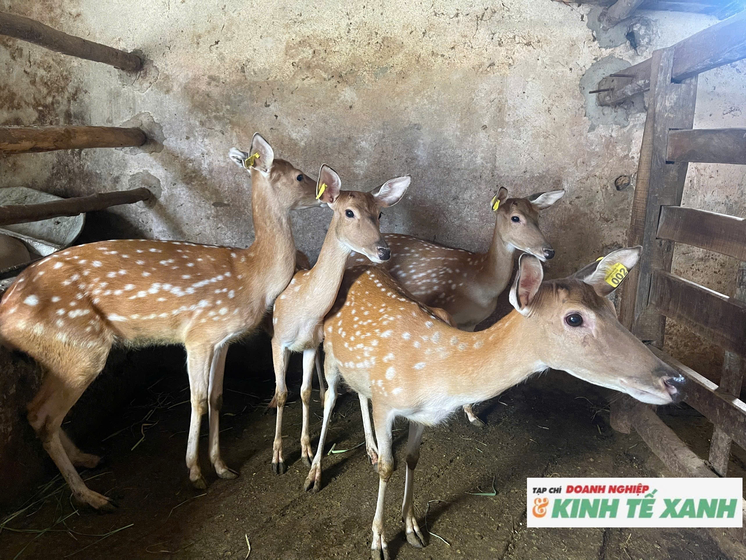 nuoi-huou-nai-1784111132.jpg