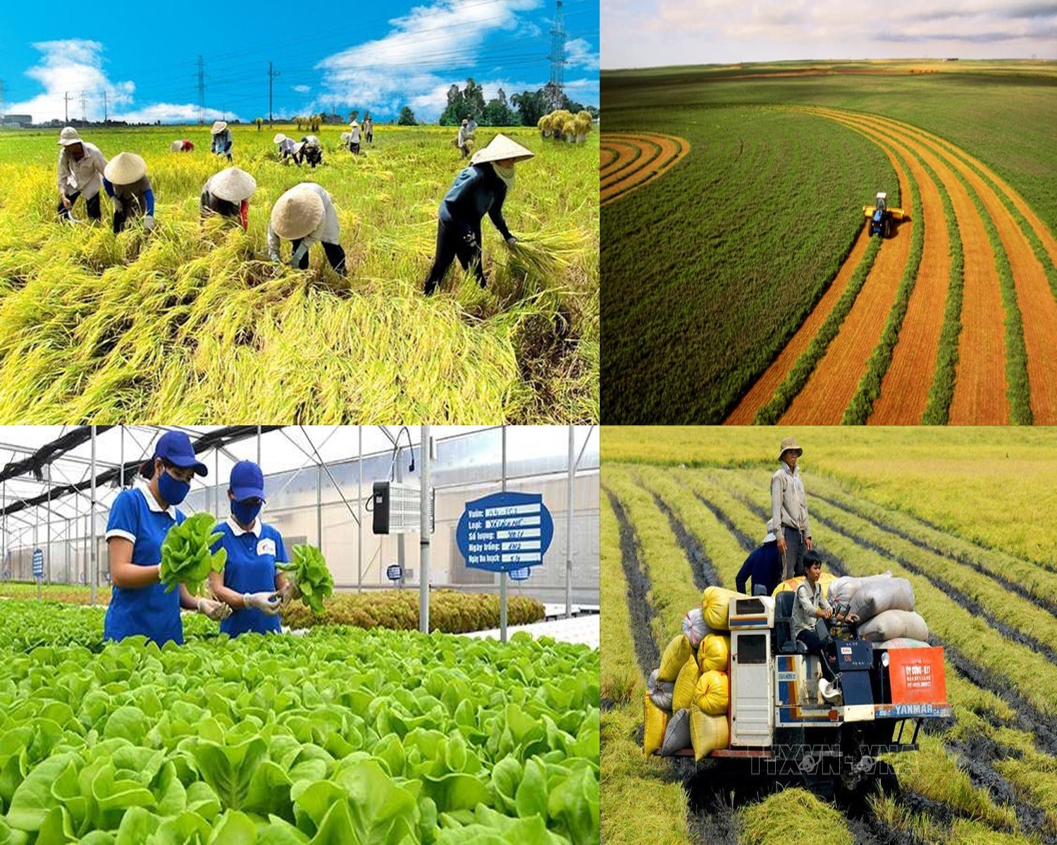 Để tạo đột phá cho ngành nông nghiệp, cần chuyển mạnh từ tư duy sản xuất sang kinh tế nông nghiệp. (Ảnh minh hoạ)