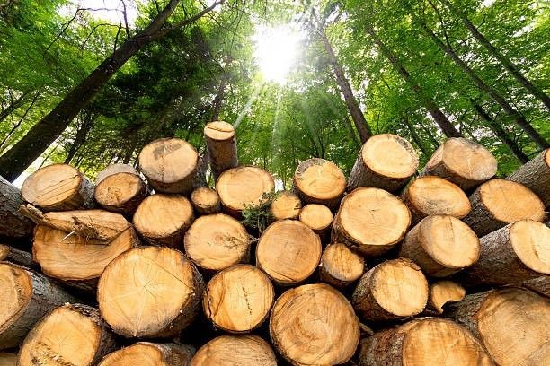 TP.HCM xây dựng hệ thống truy xuất nguồn gốc lâm sản. (Ảnh minh hoạ)