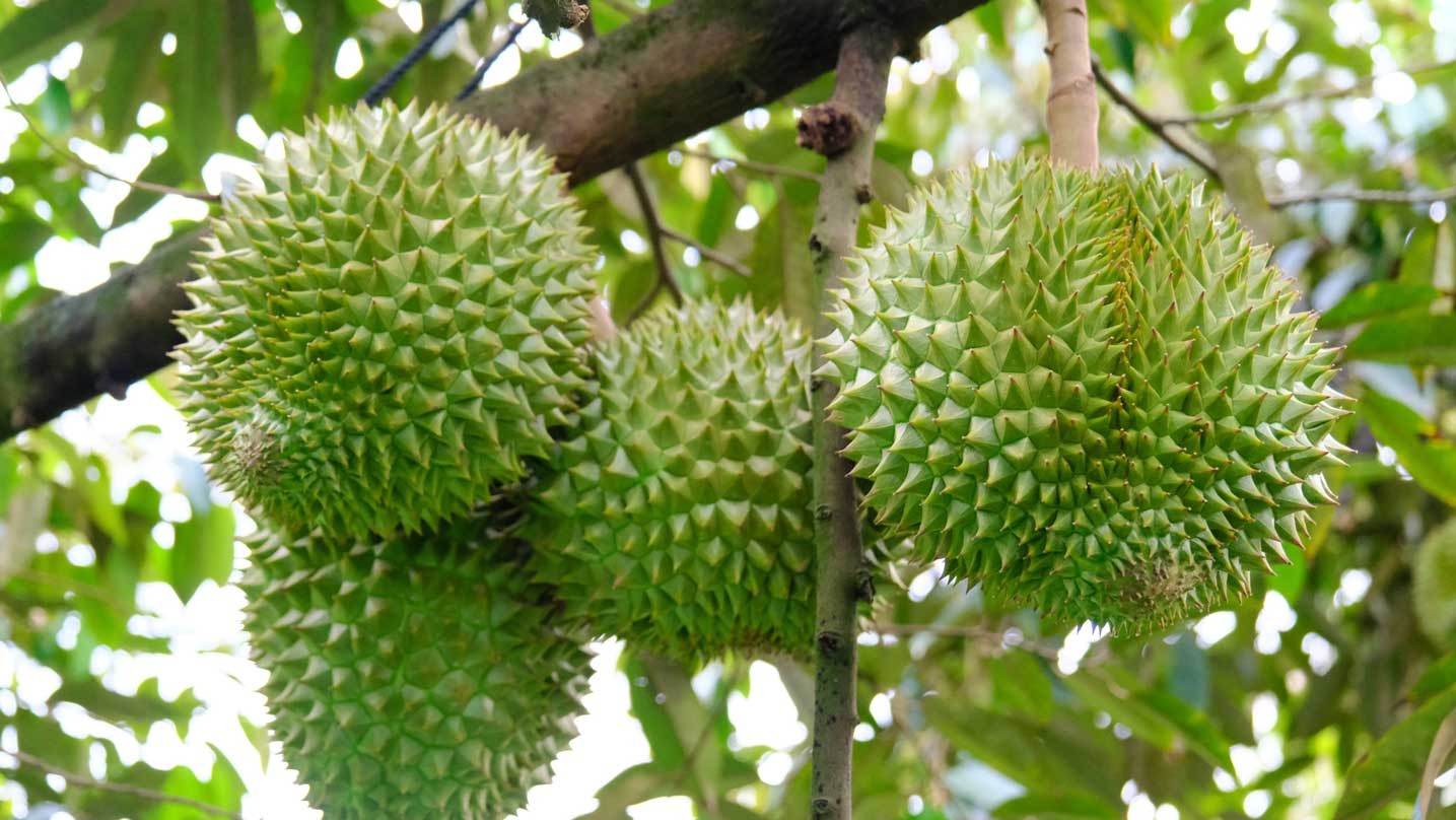 sau-rieng-18-1784249365.jpg