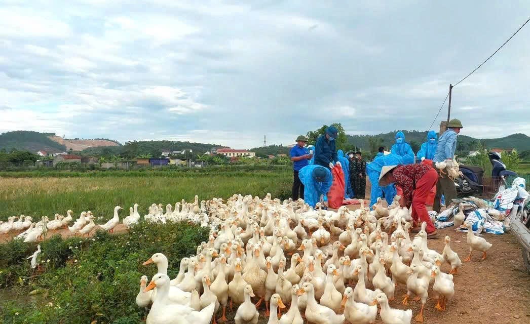 h5n1-1784688280.jpg