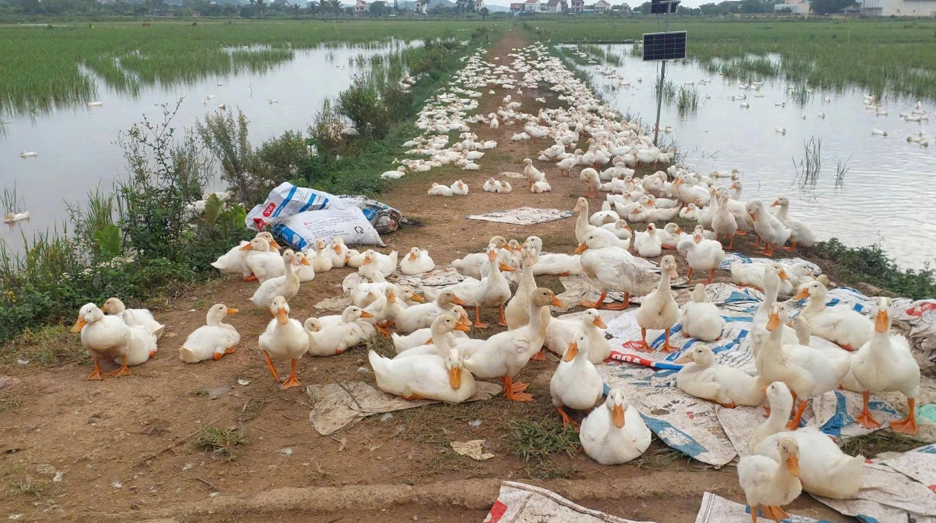 h5n11-1784688281.jpg