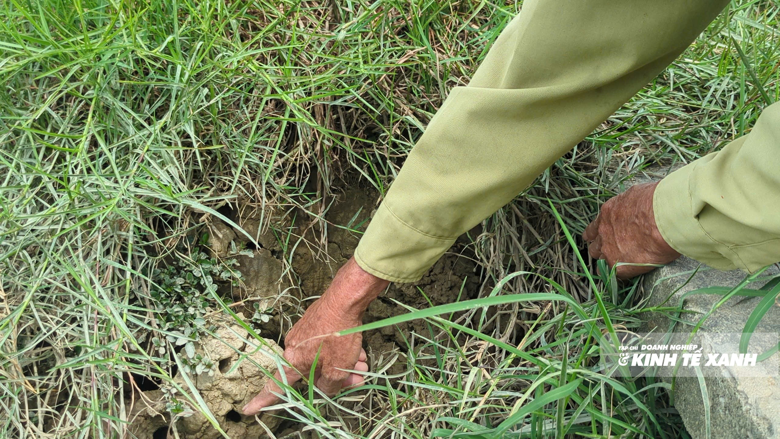 cay-3-1784862444.jpg