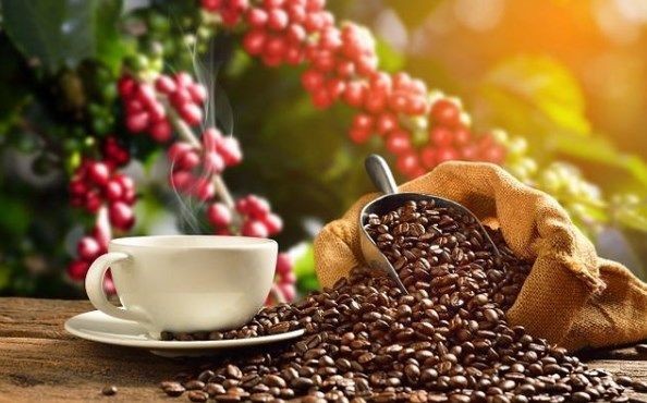 Xuất khẩu cà phê gần 5 tỷ USD sau 6 tháng đầu năm 2026. (Ảnh minh hoạ)