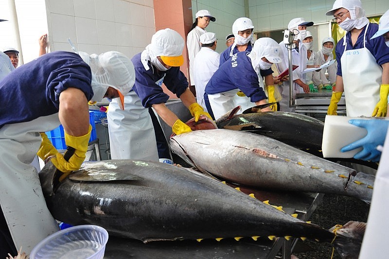 ca-ngu-viet-nam-dang-co-nhieu-loi-the-tai-thi-truong-anh-20231117085852-1785380201.jpg