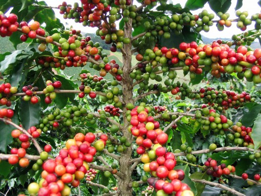 arabica-coffee-1785457644.jpg