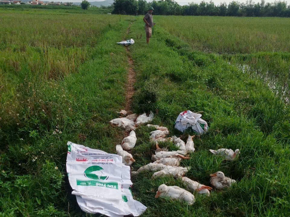 dich-h5n1-1785473154.jpg