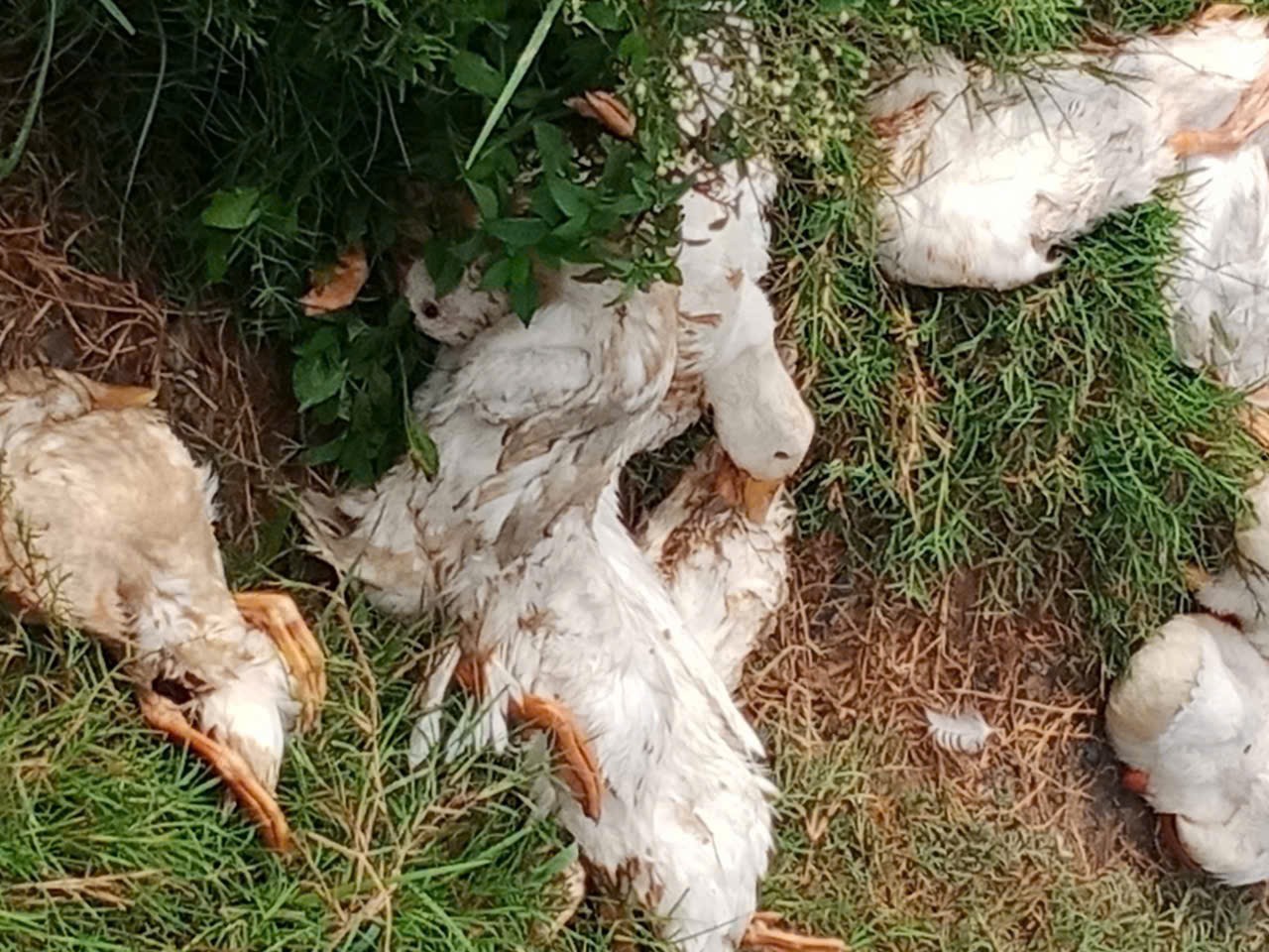dich-h5n12-1785473154.jpg