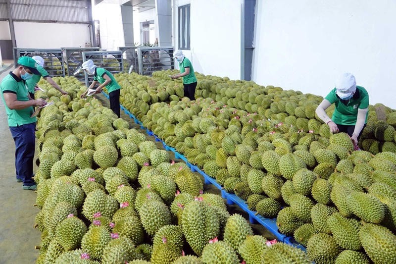 sau-rieng-2-1785636506.jpg