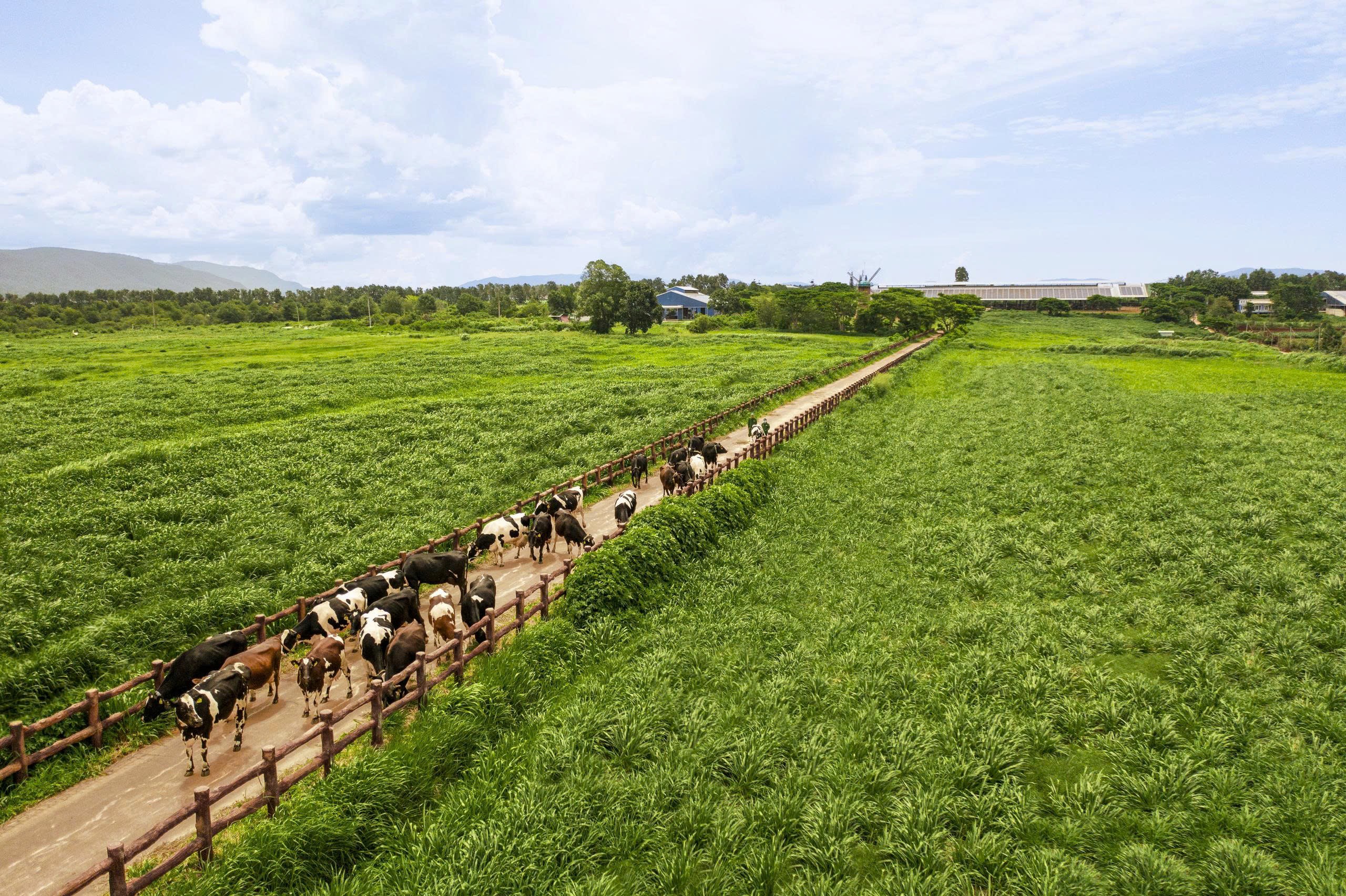 Vinamilk: 50 năm vun đắp niềm tin, kiến tạo thương hiệu tỷ USD - Ảnh 3