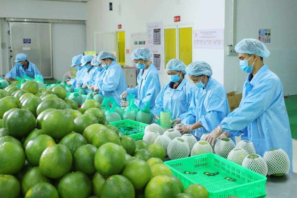 Phát huy lợi thế về diện tích và sản lượng, Đồng Nai cần những giải pháp đột phá nhằm hình thành chuỗi ngành hàng bưởi xuất khẩu. (Ảnh minh hoạ)