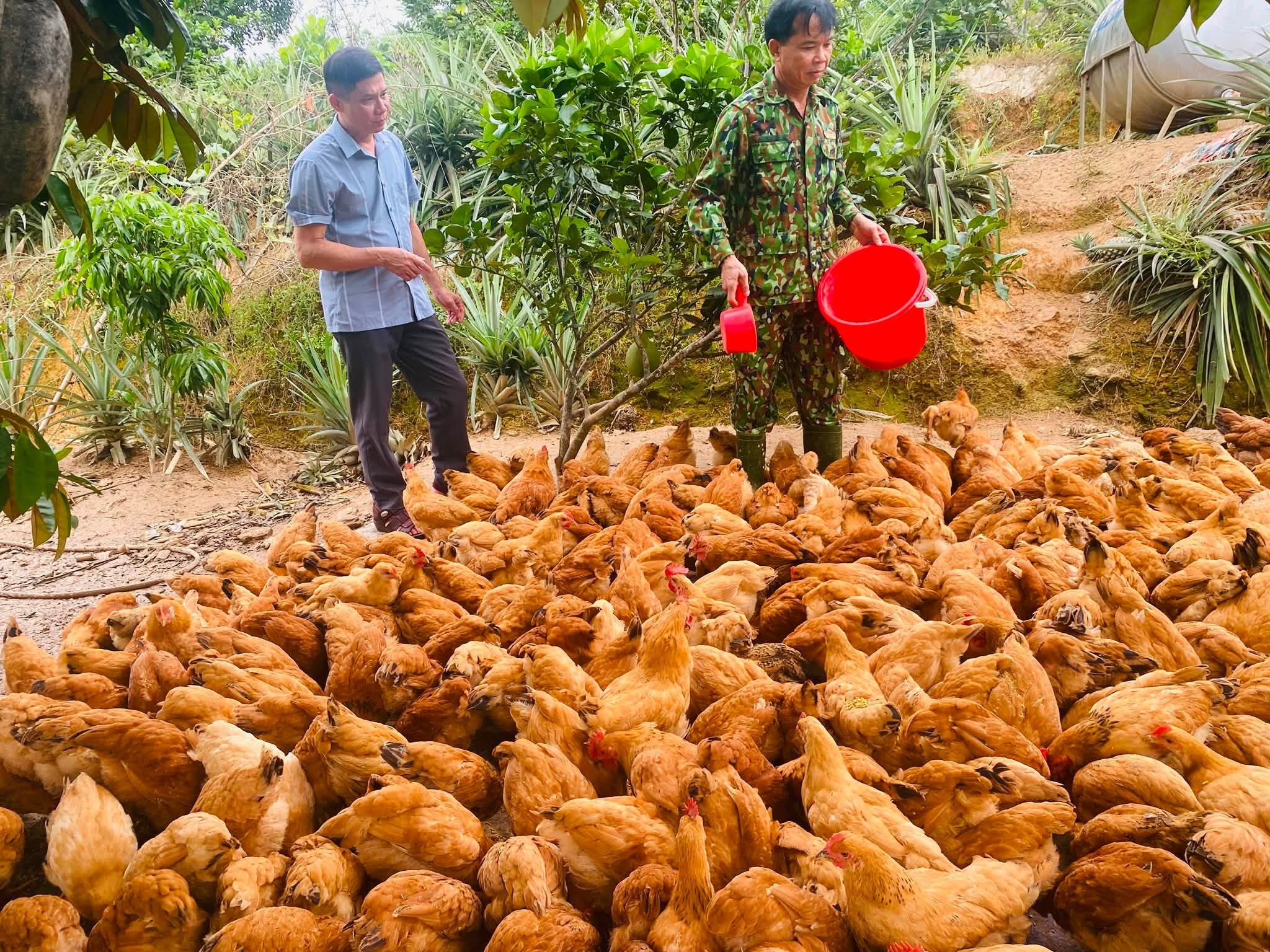 nuoi-ga-vietgap-2-1786437590.jpg