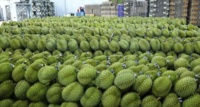 Ấn Độ đã chính thức cho phép nhập khẩu sầu riêng tươi của Việt Nam, tăng tốc mở rộng thị trường. (Ảnh minh hoạ)