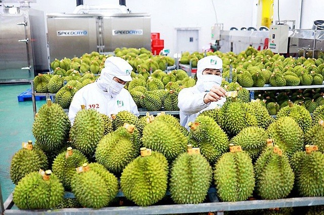 Xuất khẩu sầu riêng Việt Nam vượt 950 triệu USD, tăng hơn 31%. (Ảnh minh hoạ)