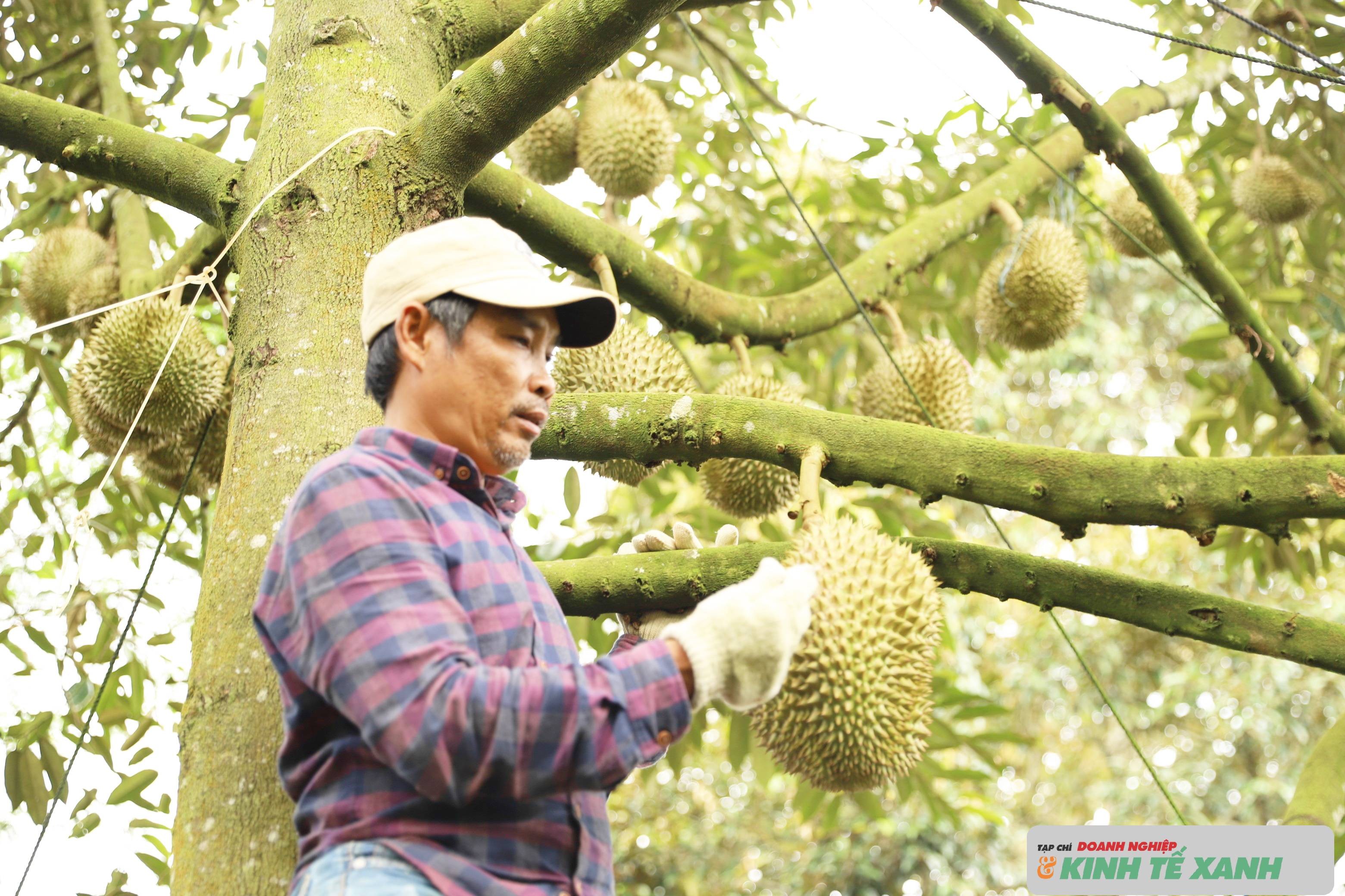 thu-hoach-sau-rieng-1-1786598103.jpg