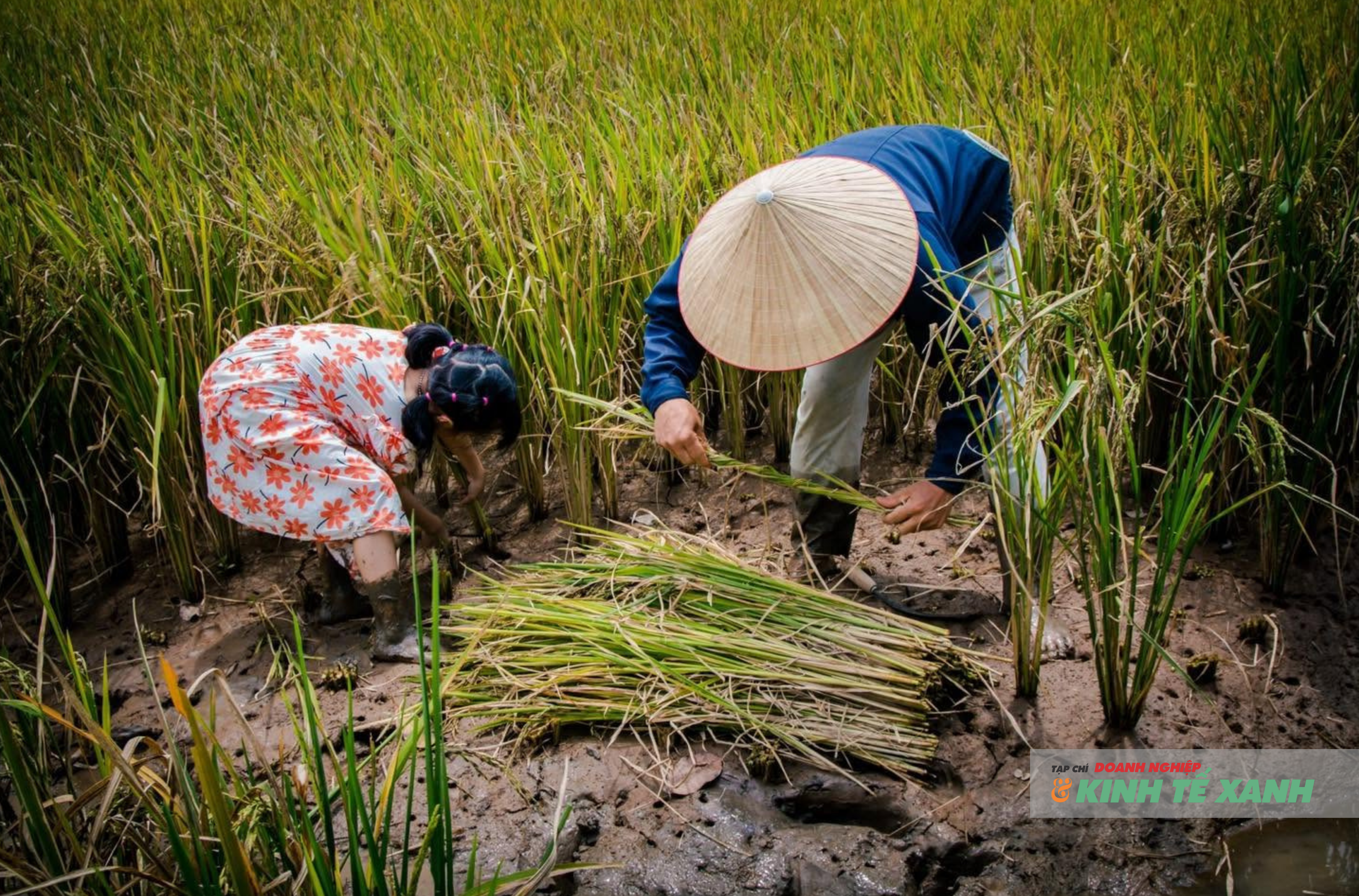 anh-dai-dien-bai-viet-1-1786759942.png
