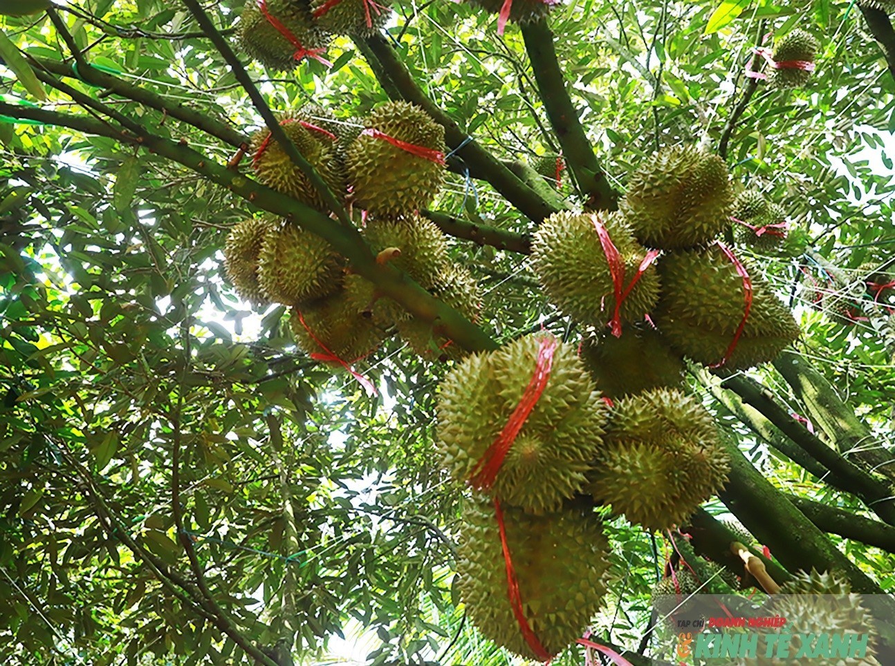 sau-rieng-02a-1787651913.jpg