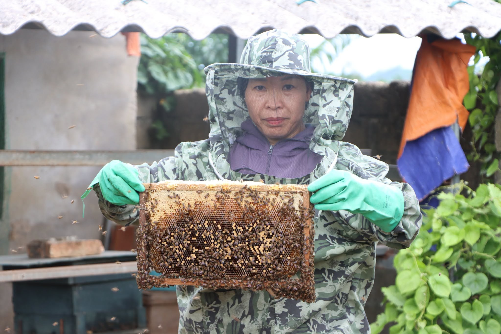 nuoi-ong-1-1787749825.jpg