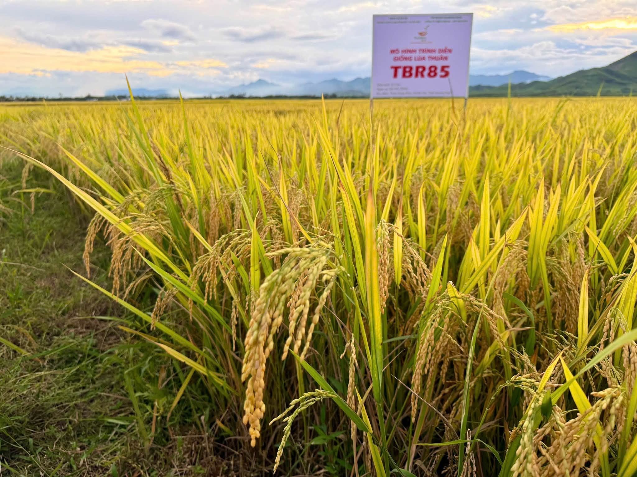 thaibinh-seed-3-1787735936.jpg