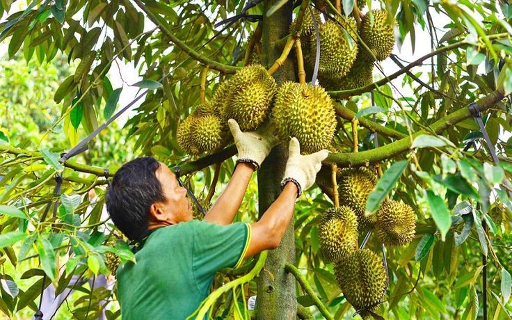 Gia Lai đẩy mạnh Go Global, doanh nghiệp nông nghiệp tăng tốc vươn ra thị trường quốc tế. (Ảnh minh hoạ)