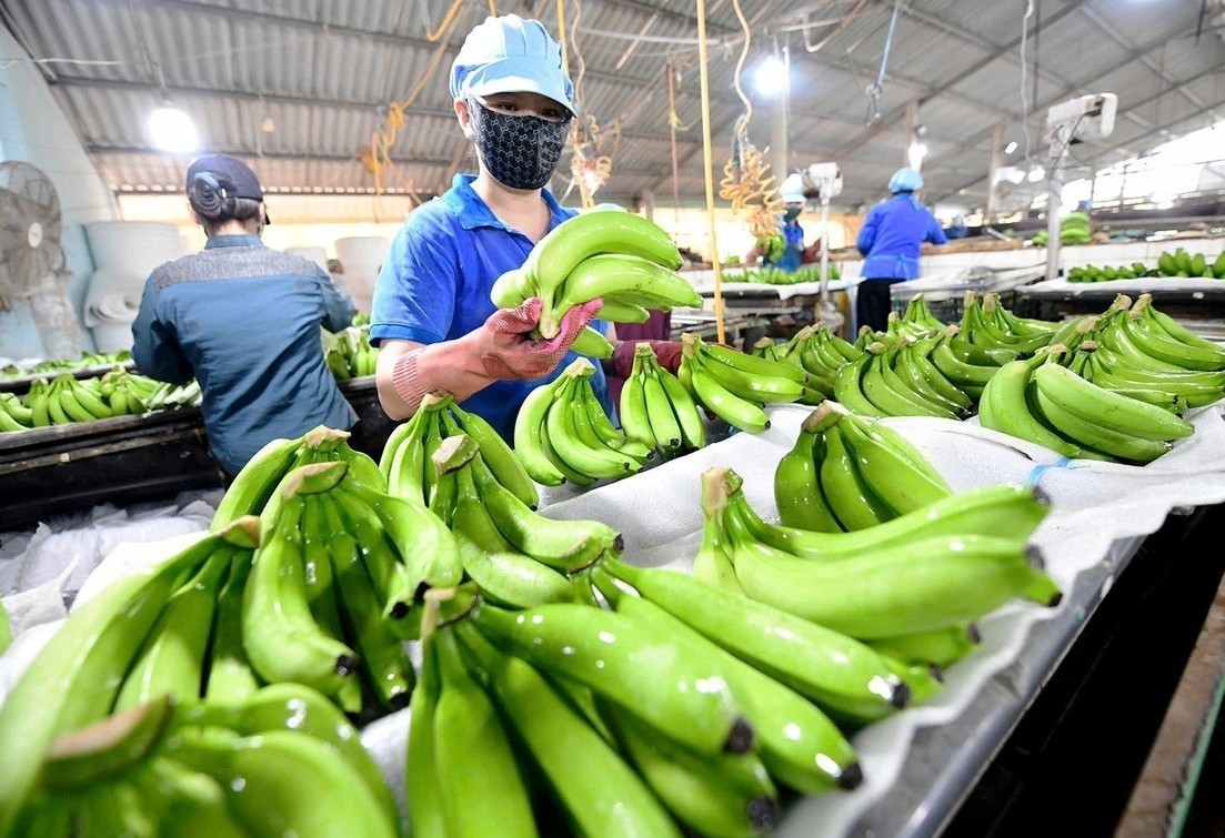 Qúa trình mở rộng thị trường, doanh nghiệp cũng phải đáp ứng ngày càng nhiều yêu cầu về chất lượng sản phẩm, truy xuất nguồn gốc, tiêu chuẩn kỹ thuật, công nghệ, logistics và quản trị rủi ro. (Ảnh minh hoạ)